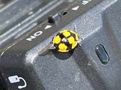 Illeis galbula