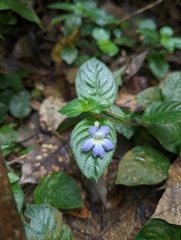 Gesneriaceae