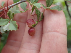 Ilex