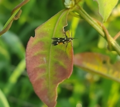 Eretmocera impactella