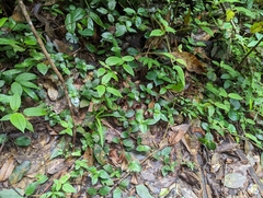 Gesneriaceae