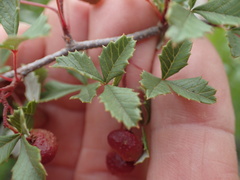 Ilex