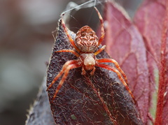Salsa brisbanae