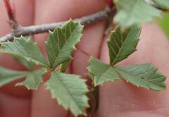 Ilex