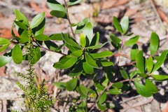 Persoonia rufa