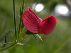 Lathyrus cicera