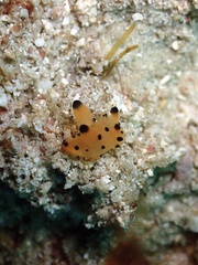 Thecacera