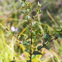Podolobium ilicifolium