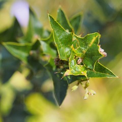 Podolobium ilicifolium