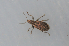 Polydrusus pilosus