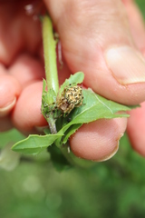 Salsa brisbanae