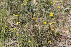 Pultenaea tarik