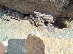 Pyura praeputialis