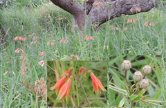 Alstroemeria longistaminea