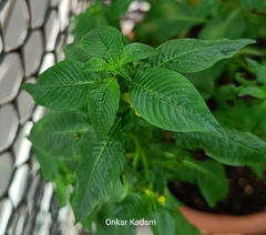 Ludwigia hyssopifolia