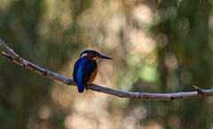 Corythornis vintsioides