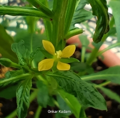 Ludwigia hyssopifolia