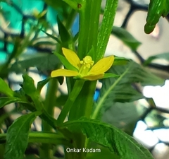 Ludwigia hyssopifolia