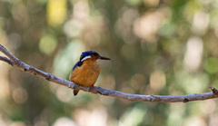 Corythornis vintsioides