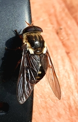 Scaptia