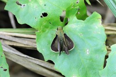 Borbo cinnara