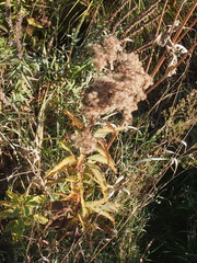 Eutrochium maculatum