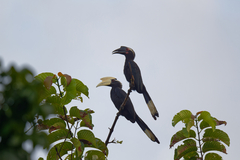Anthracoceros malayanus