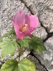 Hibiscus mutabilis