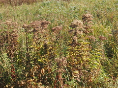 Eutrochium maculatum