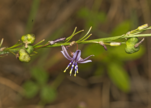 Blue Grass Lily (Caesia vittata)