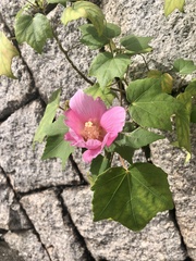 Hibiscus mutabilis