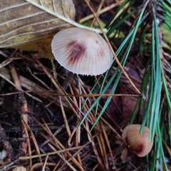 Mycena zephirus