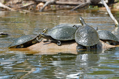 Emydura macquarii