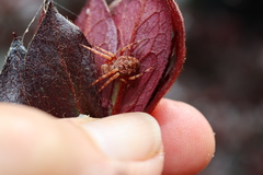 Salsa brisbanae