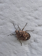 Holcogaster fibulata