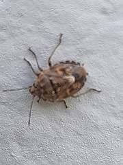 Holcogaster fibulata