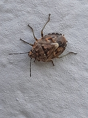 Holcogaster fibulata