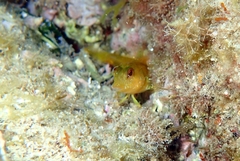 Parablennius pilicornis