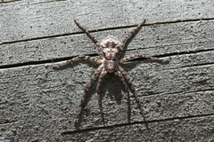 Philodromus margaritatus