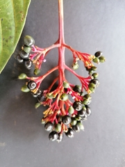 Palicourea guianensis