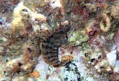 Parablennius gattorugine