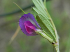 Vicia sativa