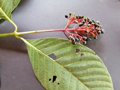 Palicourea guianensis