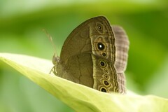 Mycalesis perseoides