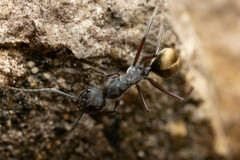 Camponotus suffusus bendigensis