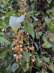 Celastrus paniculatus