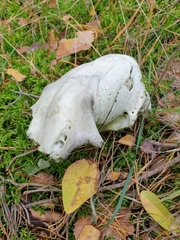Capreolus capreolus