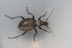 Cychrus caraboides