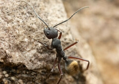 Camponotus suffusus bendigensis