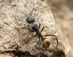 Camponotus suffusus bendigensis